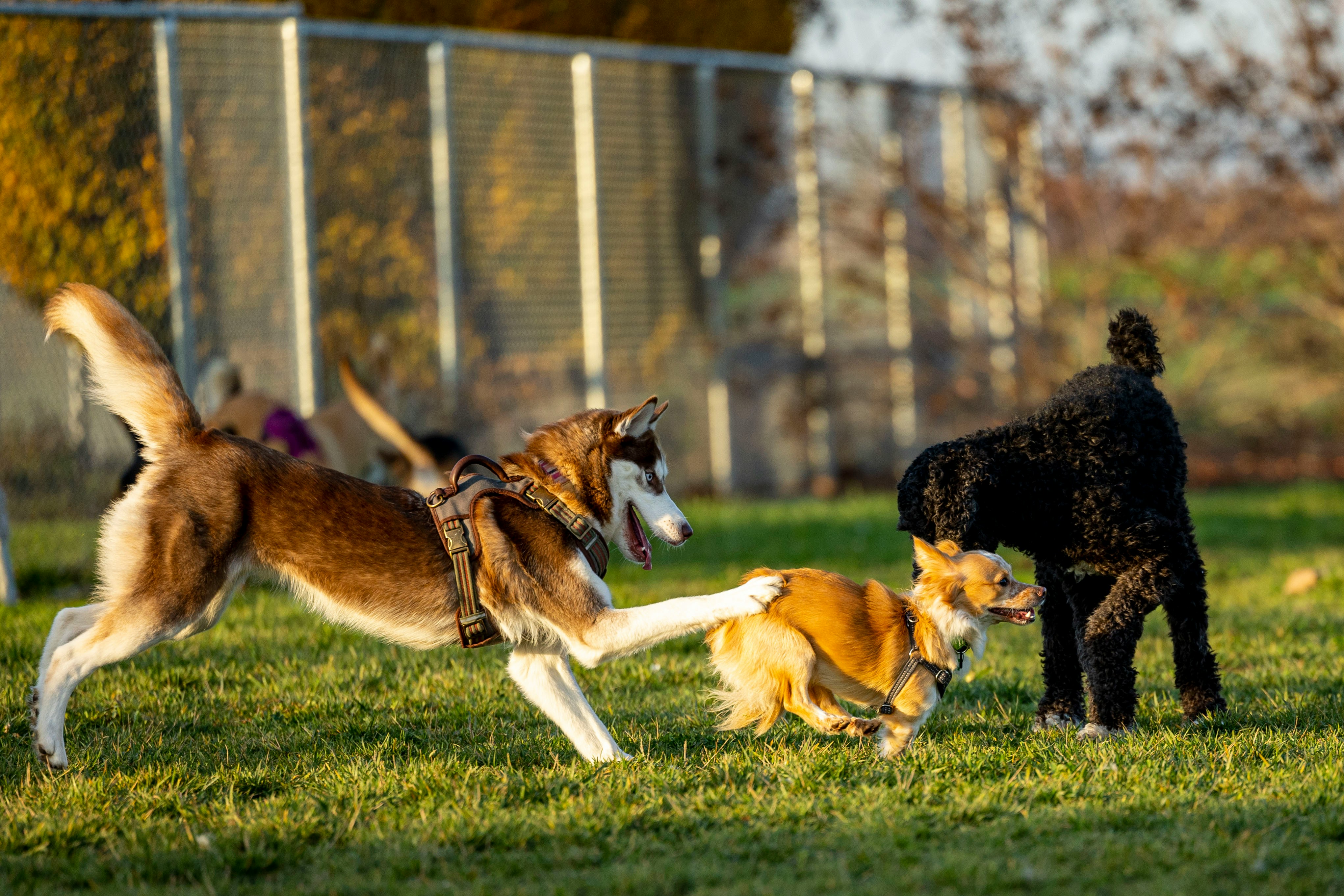 Chiens jouant ensemble